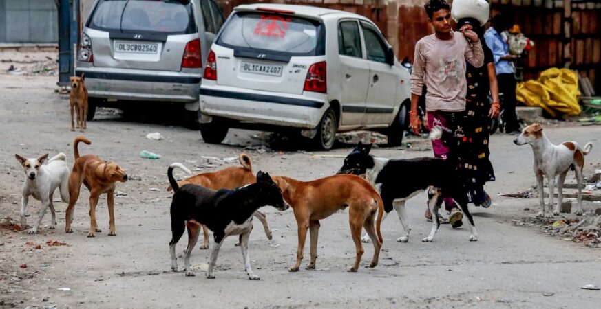 The Stray Dogs Menace: There is no humane way