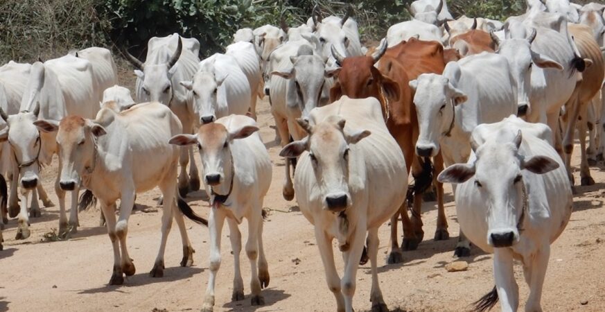 Bangladesh accuses BSF of stealing 2 cows