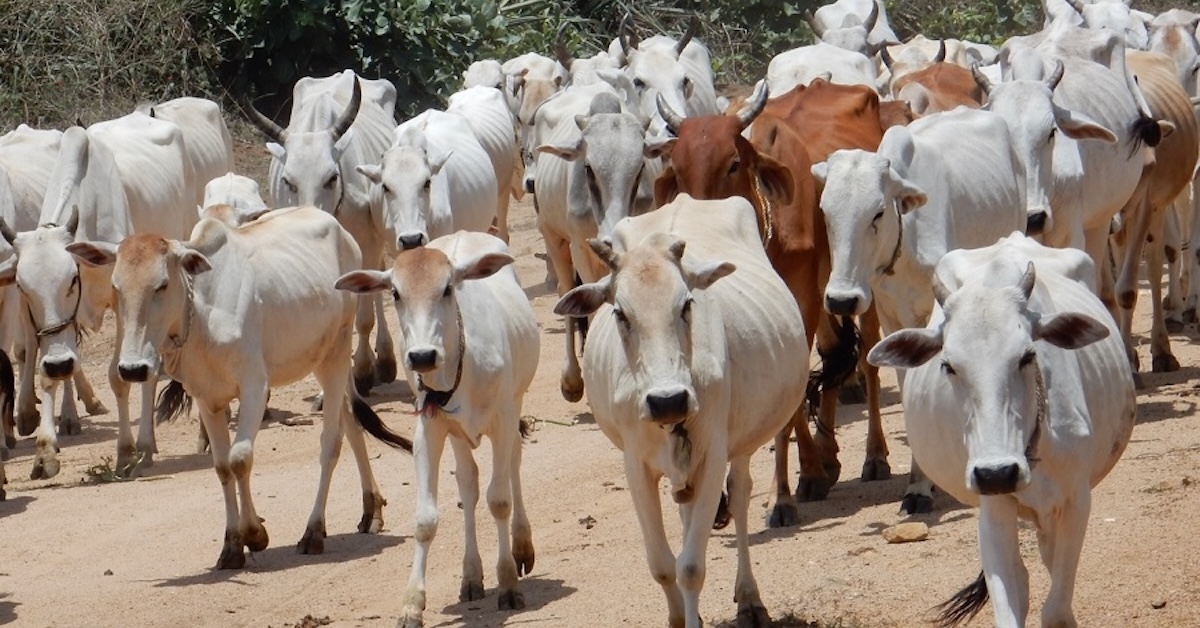 Bangladesh accuses BSF of stealing 2 cows