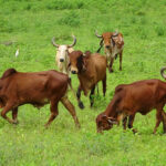 Britain First, Brain Last: The Empire’s Dumbest Comeback Tour