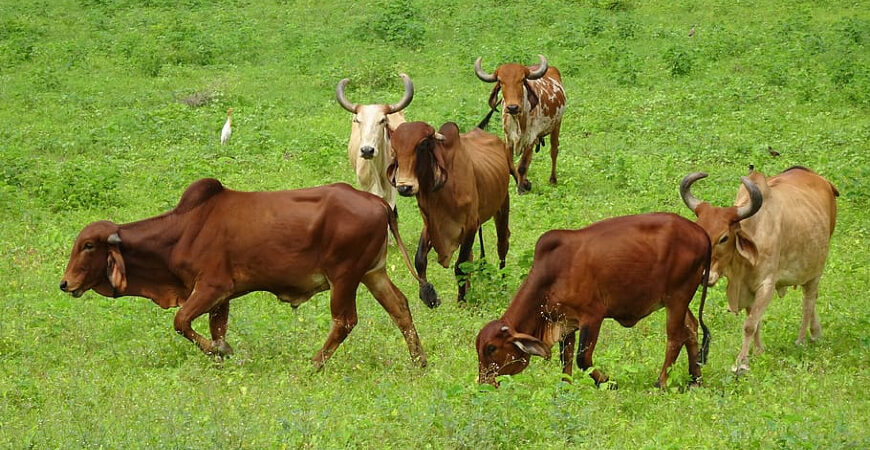 4 Bangladeshi cattle thieves lynched to death in 4 days